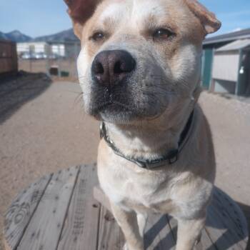 Labrador Retriever Dogs Available for Adoption - Banks | PetCurious