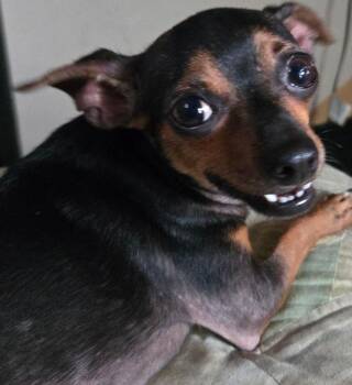 BeBe -  Chihuahua and Miniature Pinscher Dog for Adoption in Winchester, Connecticut - BeBe | PetCurious
