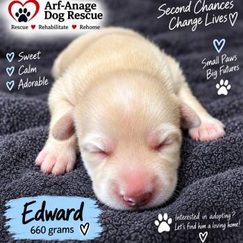 Edward -  Terrier and Mixed Breed Dog for Adoption in Phoenix, Arizona - Edward | PetCurious