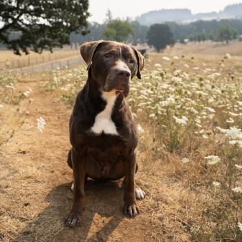 Lake -  Labrador Retriever and Mixed Breed Dog for Adoption in Portland, Oregon - Lake | PetCurious