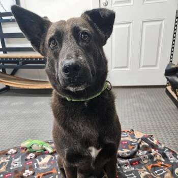 Meg -  Shepherd Dog for Adoption in Klein, Texas - Meg | PetCurious