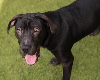 Vader -  Labrador Retriever Dog for Adoption in Mont Belvieu, Texas - Vader | PetCurious