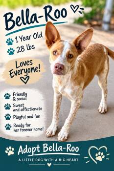 Bella-Roo -  Corgi and Australian Cattle Dog Blue Heeler Dog for Adoption in White Cloud, Michigan - Bella-Roo | PetCurious