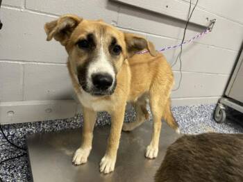 A1927676 -  German Shepherd Dog and Mixed Breed Dog for Adoption in Thousand Palms, California - A1927676 | PetCurious