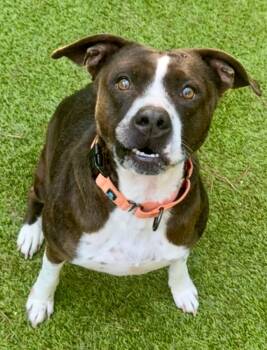 Rescue Mixed Breed Dogs for Adoption in Sandy Springs, Georgia - Rupert | PetCurious