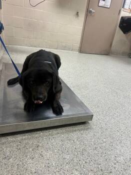 Chow Chow and Mixed Breed Dogs Available for Adoption in Conroe, Texas - ORBIT | PetCurious