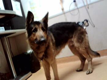UNO -  German Shepherd Dog and Mixed Breed Dog for Adoption in Martinez, California - UNO | PetCurious