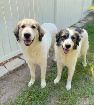 Sampson & Delilah - Sibling Pair -  Great Pyrenees Dog for Adoption in Gulfport, Mississippi - Sampson & Delilah - Sibling Pair | PetCurious