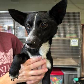 Larry D26-143 -  Chihuahua and Dachshund Dog for Adoption in Lebanon, Tennessee - Larry D26-143 | PetCurious