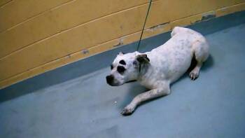 Pit Bull Terrier and Mixed Breed Dogs Available for Adoption in Tulsa, Oklahoma - KING | PetCurious