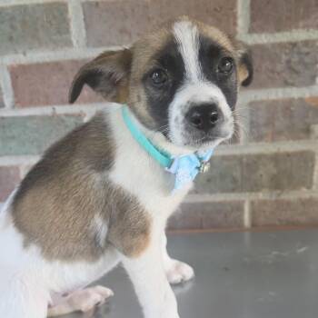 Mia Mars -  Collie and Jack Russell Terrier Dog for Adoption in Andover, Massachusetts - Mia Mars | PetCurious