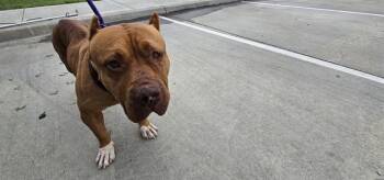 Pit Bull Terrier Dogs Available for Adoption in Rowlett, Texas - BIG MAMA | PetCurious