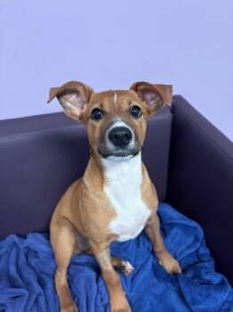 Loop in NH. Come Meet our Adoptable Dogs Wednesday-Saturday. Mor -  Jack Russell Terrier Dog for Adoption in Manchester, New Hampshire - Loop In NH. Come Meet Our Adoptable Dogs Wednesday-Saturday. Mor | PetCurious
