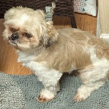 Jack -  Shih Tzu Dog for Adoption in Petersburg, Virginia - Jack | PetCurious