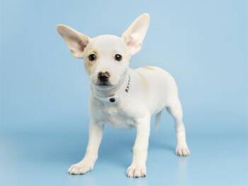 Chihuahua Dogs Available for Adoption - ICE CREAM | PetCurious