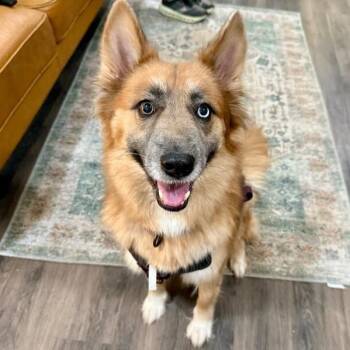 Shasha Honey the Gorgeous Good Girl -  German Shepherd Dog and Husky Dog for Adoption in Friendswood, Texas - Shasha Honey The Gorgeous Good Girl | PetCurious