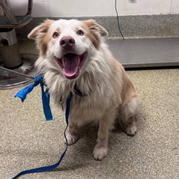 IVHS-Stray-142018 -  Australian Shepherd Dog for Adoption in San Gabriel, California - IVHS-Stray-142018 | PetCurious