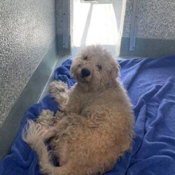 Jersey -  Poodle and Mixed Breed Dog for Adoption in Long Beach, California - Jersey | PetCurious