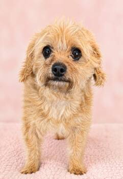 MOBY -  Yorkshire Terrier and Poodle Dog for Adoption in Crossville, Tennessee - MOBY | PetCurious