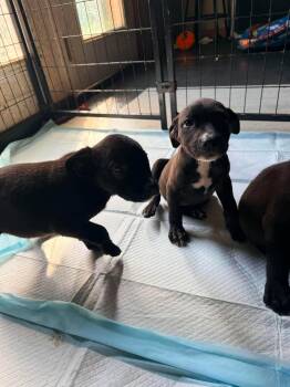 Sundae -  Pit Bull Terrier Dog for Adoption in Ayden, North Carolina - Sundae | PetCurious
