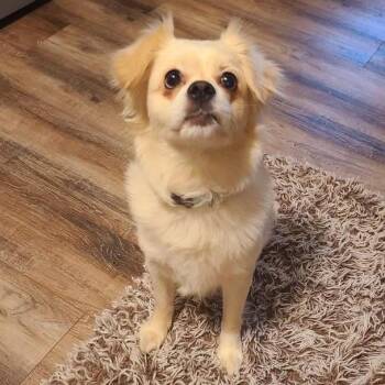 Casper -  Pekingese and Mixed Breed Dog for Adoption in Northville, Michigan - Casper | PetCurious