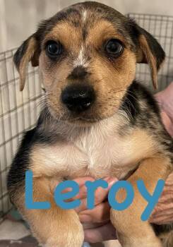 Lacey -  Leroy -  Chihuahua Dog Available for Adoption in Bonita, California - Lacey -  Leroy | PetCurious