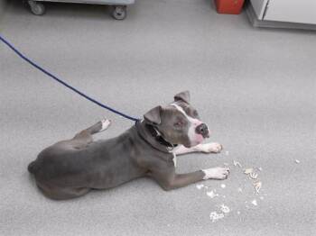 FRAGGLE -  Boxer and Mixed Breed Dog for Adoption in Omaha, Nebraska - FRAGGLE | PetCurious