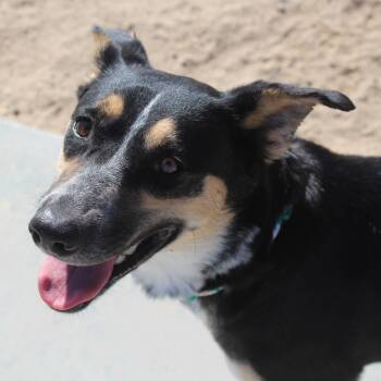 Tootsie Roll (Solo Dog) -  Shepherd and Cattle Dog Dog for Adoption in Yucca Valley, California - Tootsie Roll (Solo Dog) | PetCurious