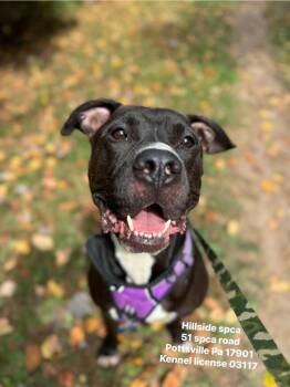 Pepe -  Pit Bull Terrier Dog for Adoption in Pottsville, Pennsylvania - Pepe | PetCurious