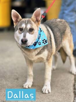German Shepherd Dog and Siberian Husky Dogs Available for Adoption in Walthill, Nebraska - Dallas | PetCurious