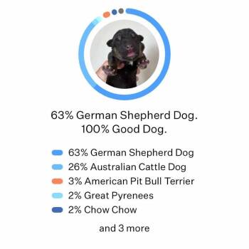 Bad Breath Seth -  German Shepherd Dog and Mixed Breed Dog for Adoption in Olathe, Kansas - Bad Breath Seth | PetCurious