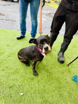 American Staffordshire Terrier Dogs Available for Adoption in East Orange, New Jersey - Raven | PetCurious