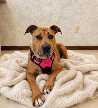 Deb -  Mixed Breed Dog for Adoption in Savage, Minnesota - Deb | PetCurious