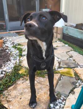 Layla -  Rhodesian Ridgeback Dog for Adoption in Tallahassee, Florida - Layla | PetCurious