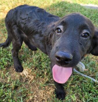 Louie 20 -  Labradoodle Dog for Adoption in Killingworth, Connecticut - Louie 20 | PetCurious