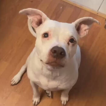 Rescue Pit Bull Terrier Dogs for Adoption in York, Pennsylvania - Ki | PetCurious