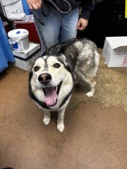 Moon North Star -  Husky and Mixed Breed Dog for Adoption in West Chester, Pennsylvania - Moon North Star | PetCurious
