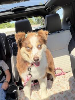 Australian Shepherd Dogs Available for Adoption in Blue Springs, Missouri - Dove | PetCurious