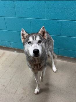 Rescue Husky and Mixed Breed Dogs for Adoption in Spartanburg, South Carolina - Natasha | PetCurious