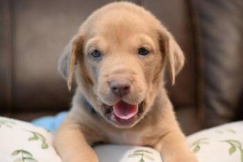 Lincoln -  Labrador Retriever and Shepherd Dog for Adoption in Holly Springs, North Carolina - Lincoln | PetCurious