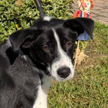 Ringo Star -  Border Collie and Mixed Breed Dog for Adoption in Calverton, New York - Ringo Star | PetCurious