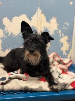 Ricky -  Terrier Dog for Adoption in Columbus, Nebraska - Ricky | PetCurious