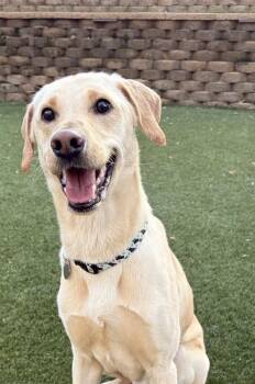 Rescue Labrador Retriever Dogs for Adoption in Rockville, Maryland - Paxton | PetCurious