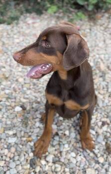 Mookie -  Doberman Pinscher Dog for Adoption in Palm Desert, California - Mookie | PetCurious