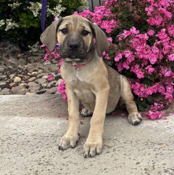 Cane Corso and Mastiff Dogs Available for Adoption in Lathrop, California - Jewel | PetCurious