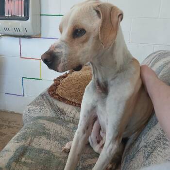 Labrador Retriever and Hound Dogs Available for Adoption - Dean Domino | PetCurious