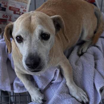 Cash -  Dachshund and Beagle Dog for Adoption in San Gabriel, California - Cash | PetCurious
