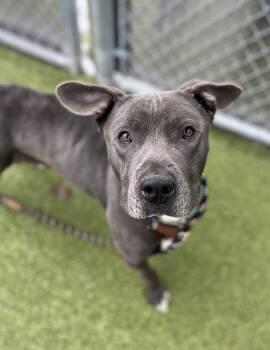 Rescue Mixed Breed Dogs for Adoption in Pontiac, Michigan - Scrappers | PetCurious