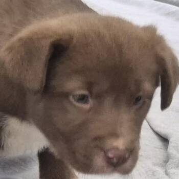 Shepherd Dogs Available for Adoption - Chunky | PetCurious