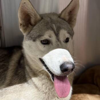 Mixed Breed Dogs Available for Adoption - Bjorn | PetCurious